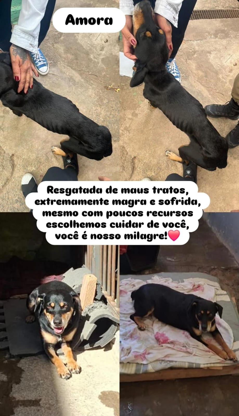 Foto de Amora